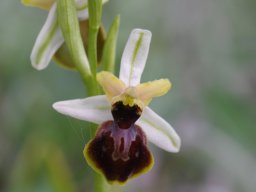 Ophrys_arachnitiformis_Valmantino_Picos_de_Europa-min